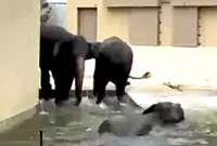 Elephants in Japan zoo gain weight, adapting well, says Taiping council president