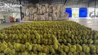 Thai fresh durian exports to China exceed THB100bn in first half