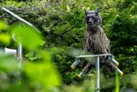 Japan deploys bear cameras in mountains as attacks surge