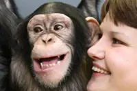 Humans and great apes show similar rhythmic pattern in laughter