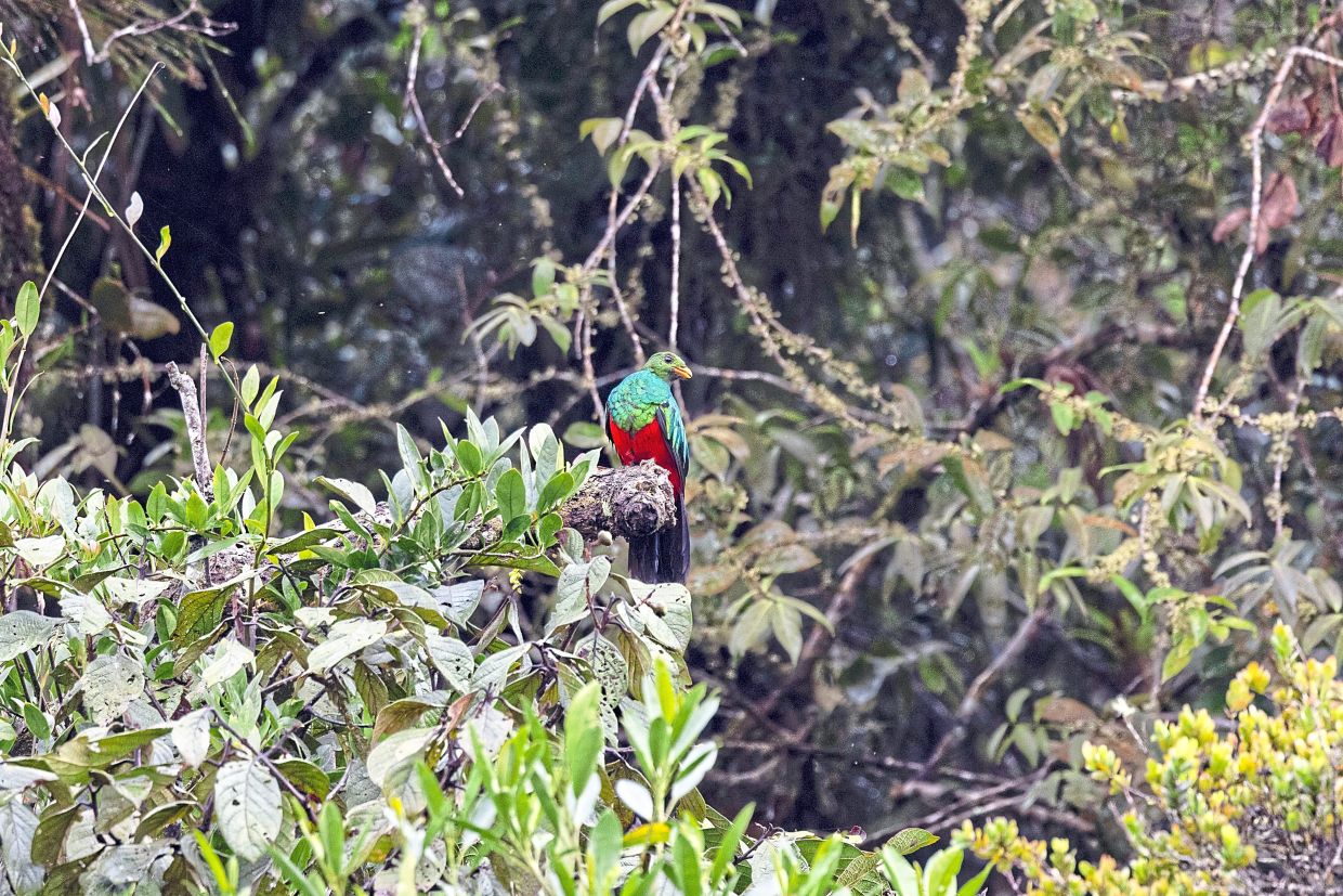 A juvenile golden-headed quetzal in Yarumal, Colombia, May 8, 2026. Colombia is home to the most species of birds known to ornithologists. Merlin, an app, is helping to build an “avian tourism” industry there. (Esteban Vanegas/The New York Times)