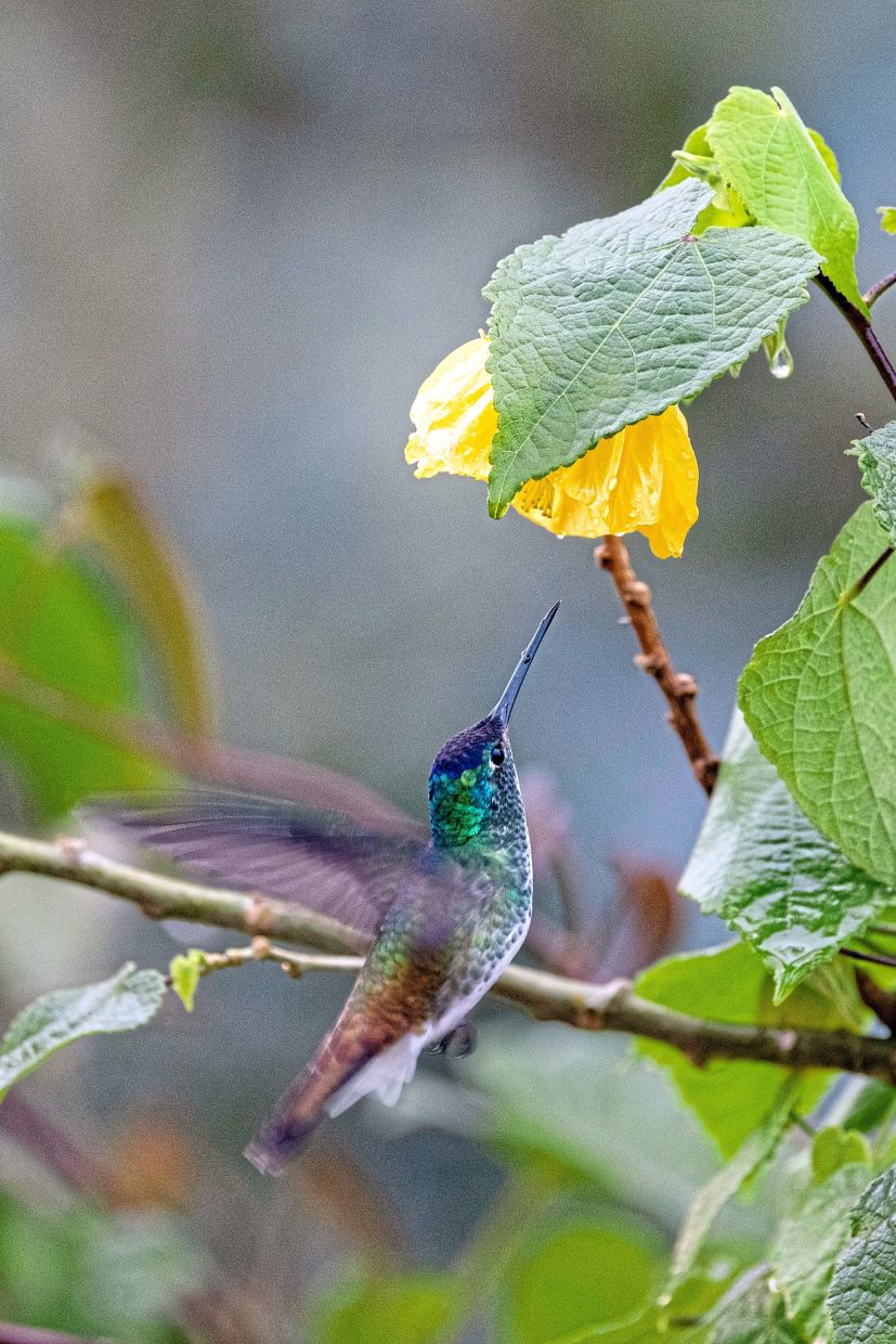 Andean emerald hummingbird, in Yarumal, Colombia, May 8, 2026. Colombia is home to the most species of birds known to ornithologists. Merlin, an app, is helping to build an “avian tourism” industry there. (Esteban Vanegas/The New York Times)