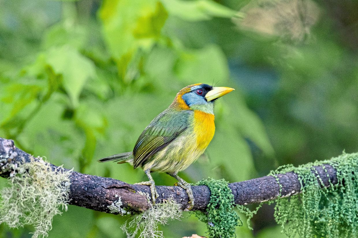 An Andean emerald hummingbird (above) in Yarumal and a redheaded barbet (below) in Jardín, Colombia. — Esteban Vanegas/The New York Times