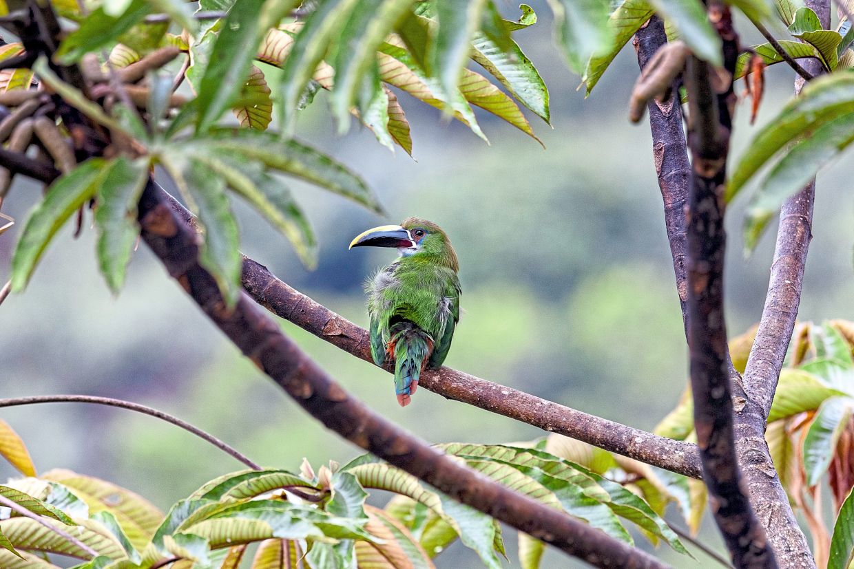 A juvenile golden-headed quetzal is seen in Yarumal (left); a southern emerald toucanet in Jardin (top right) and Morales watching out for birds (inset). — Esteban Vanegas/The New York Times