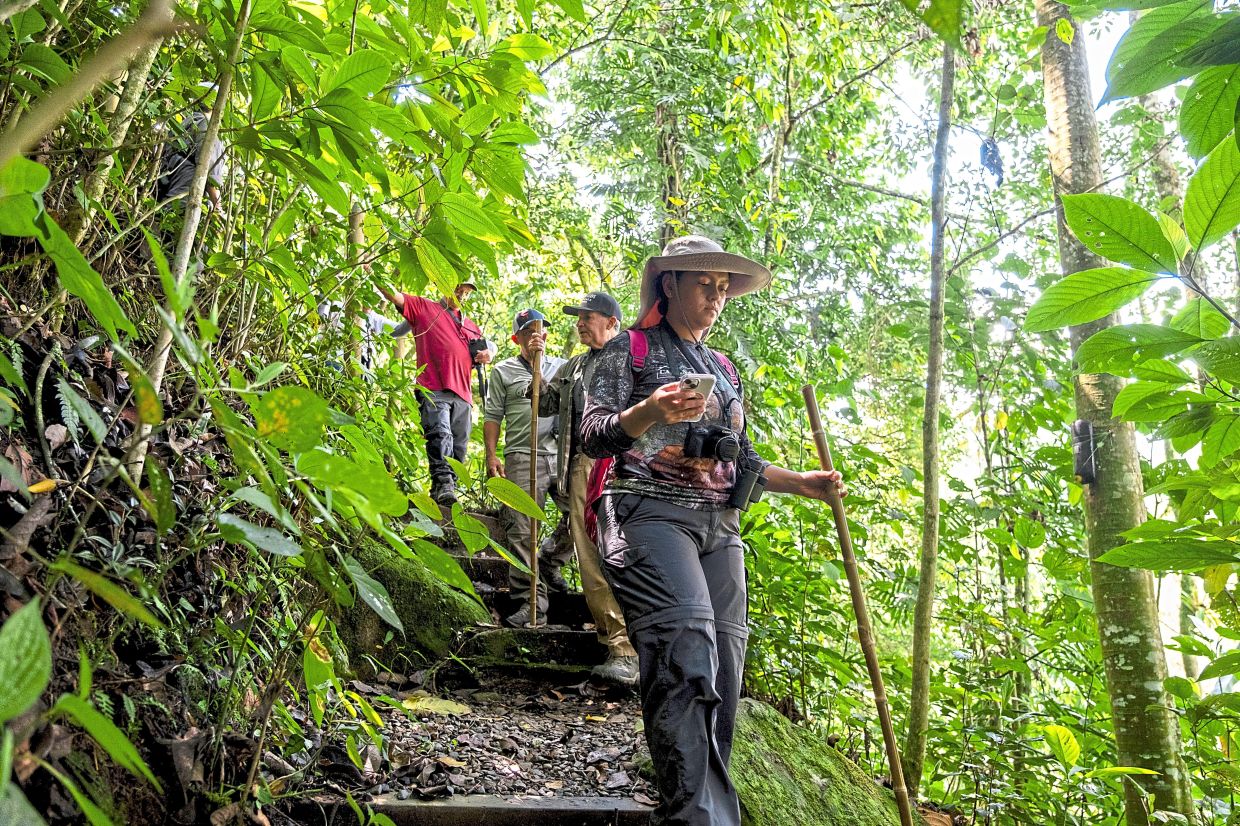 Giraldo leading birdwatchers on a hike through a forest in Jardín. She often uses Merlin to help search for birds on her family’s property in the Los Guacharos nature preserve. — Esteban Vanegas/The New York Times