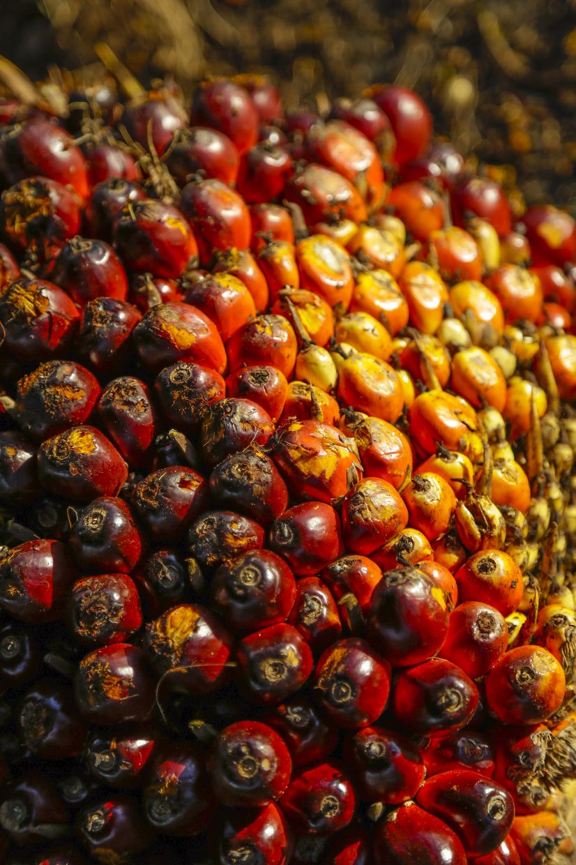 Rich in protective phytonutrients like vitamin E tocotrienols and beta-carotene, locally produced red palm oil is increasingly recognised as a stable, heart-healthy superfood alternative in modern kitchens.