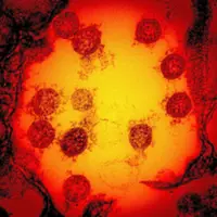A ‘master key’ for vaccine development 