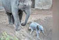 NRES steps up efforts to curb human-wildlife conflict after elephant calf death in Johor