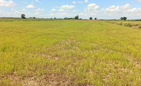 18,000 hectares of Battambang rice fields hit by water shortages during rainy season