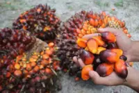 Dutch recognition of MSPO strengthens palm oil industry's readiness for EUCR