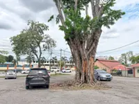 Vandalism forces council to fell 50-year-old tree in Ipoh