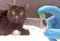 Pet owners recall chaotic search for blood
