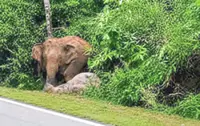 More elephant food banks 