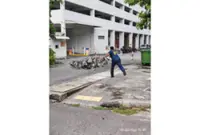 More than 5,400 crows and pigeons culled in Penang, say council officials