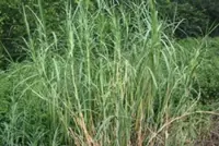 Indonesia develops drought-resistant forage to counter El Nino