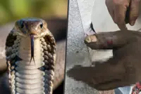 Chinese wife sucks venom from husband’s hand after cobra bite, ending up poisoning herself