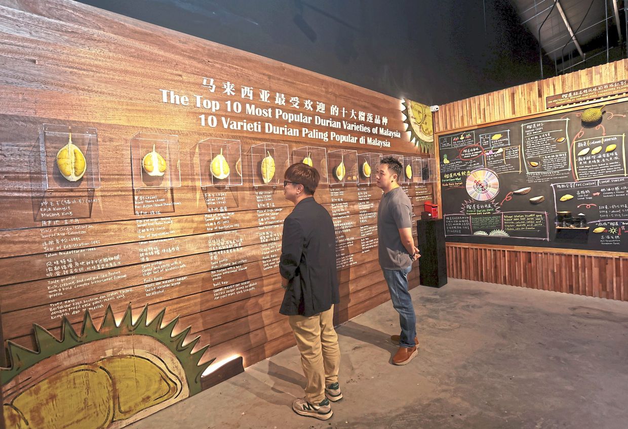 Visitors are guided through the history of various durian varieties. Within the KLDEX museum, they can also experience a recreated durian orchard that illustrates local ecosystems and cultivation methods practised by farmers. Photo: The Star/Art Chen