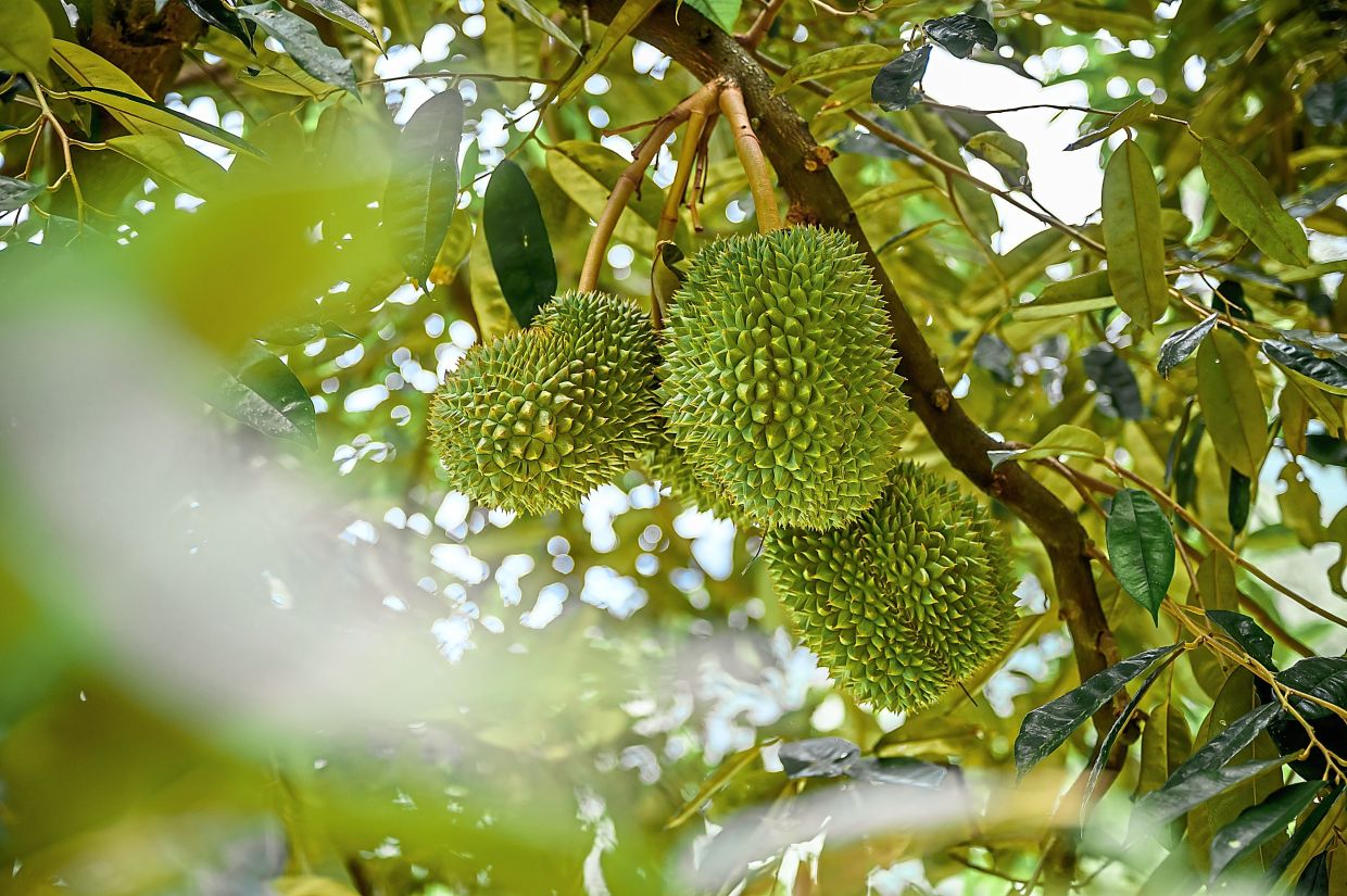Water stress is causing the mass flowering of trees, as evident from reports of durian trees blooming earlier than usual this year. However, in the long run the condition could cause the loss of large forest trees. — Filepic/The Star