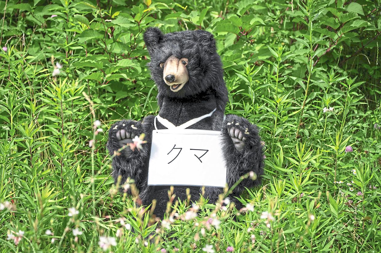 A stuffed bear used as a target stands in a bush during an emergency response drill for bear and other wildlife intrusions, in Isehara, Kanagawa Prefecture on July 3, 2026. (Photo by Yuichi YAMAZAKI / AFP)