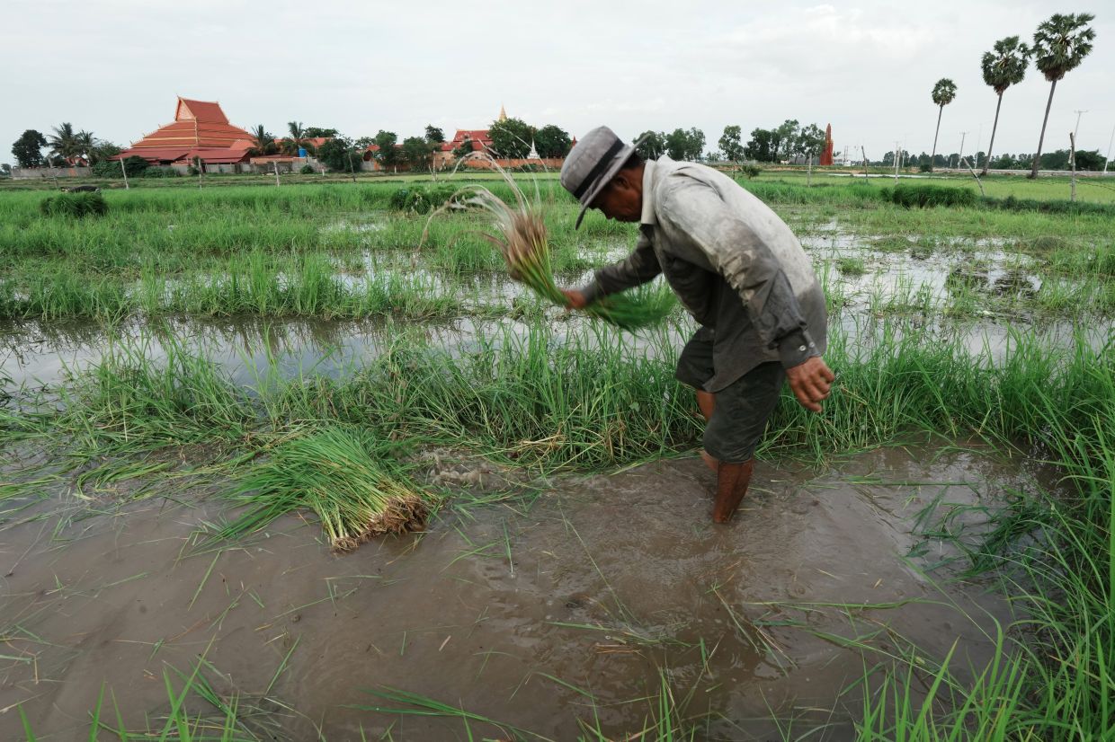 A Cambodian farmer cleans rice seedlings before the rice plantation during the rainy season in Prey Svay village on the outskirts of Phnom Penh, Cambodia, on Monday, July 6, 2026. -- AP Photo/Heng Sinith