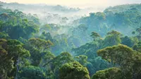 Ecowatch: Warming world, changing forests