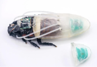 ‘Diving suits’ developed to assist cyborg cockroaches in underwater search-and-rescue efforts