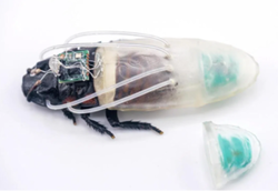 ‘Diving suits’ developed to assist cyborg cockroaches in underwater search-and-rescue efforts