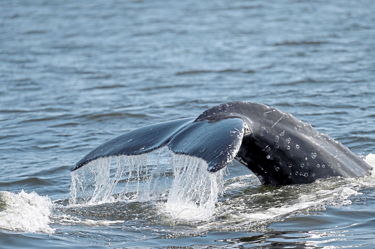 An increase in humpback whale sightings in Rio de Janeiro leads to a rise in whale-watching excursions. -- AP