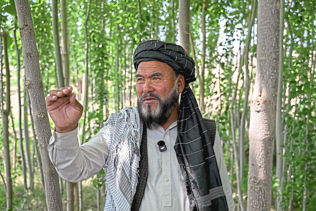 Ghulam Ali stands amid paulownia trees in a micro-forest at the Char Bagh area of Doshi district, Baghlan province.