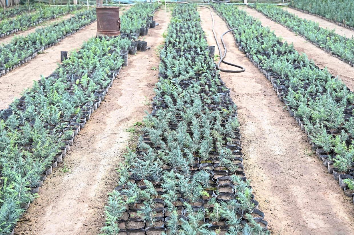 Deodar cedar seedlings at a nursery in Kabul.