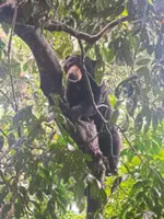 Soft release the new hope for rescued Bornean sun bears