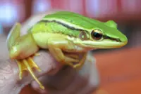 Wake-up call to save our frogs