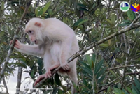 Rare white monkey spotted in Philippines' Sultan Kudarat village
