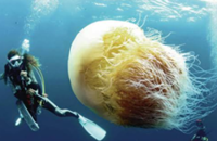 Warming seas bring jellyfish, sharks closer to South Korea’s beaches