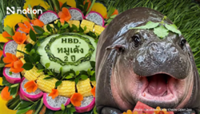 Moo Deng turns two with three-day birthday festival at Khao Kheow Open Zoo