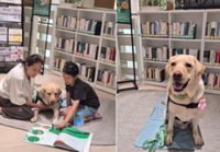 How reading to therapy dogs is helping South Korean children gain confidence