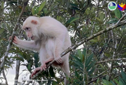 Rare white monkey spotted in Philippines' Sultan Kudarat village