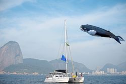 Head to Rio de Janeiro to see these marine giants