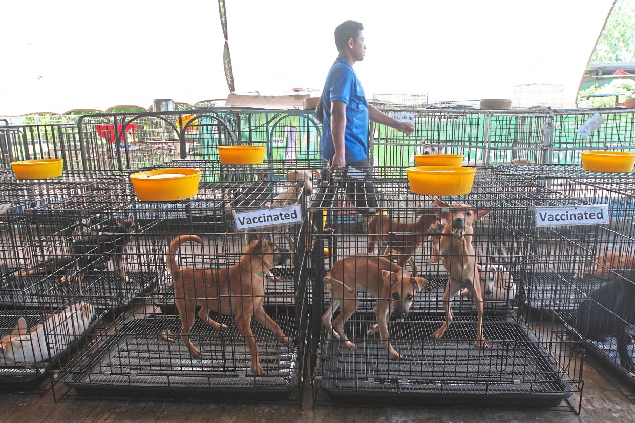 Dogs that have been vaccinated at the shelter in Juru.
