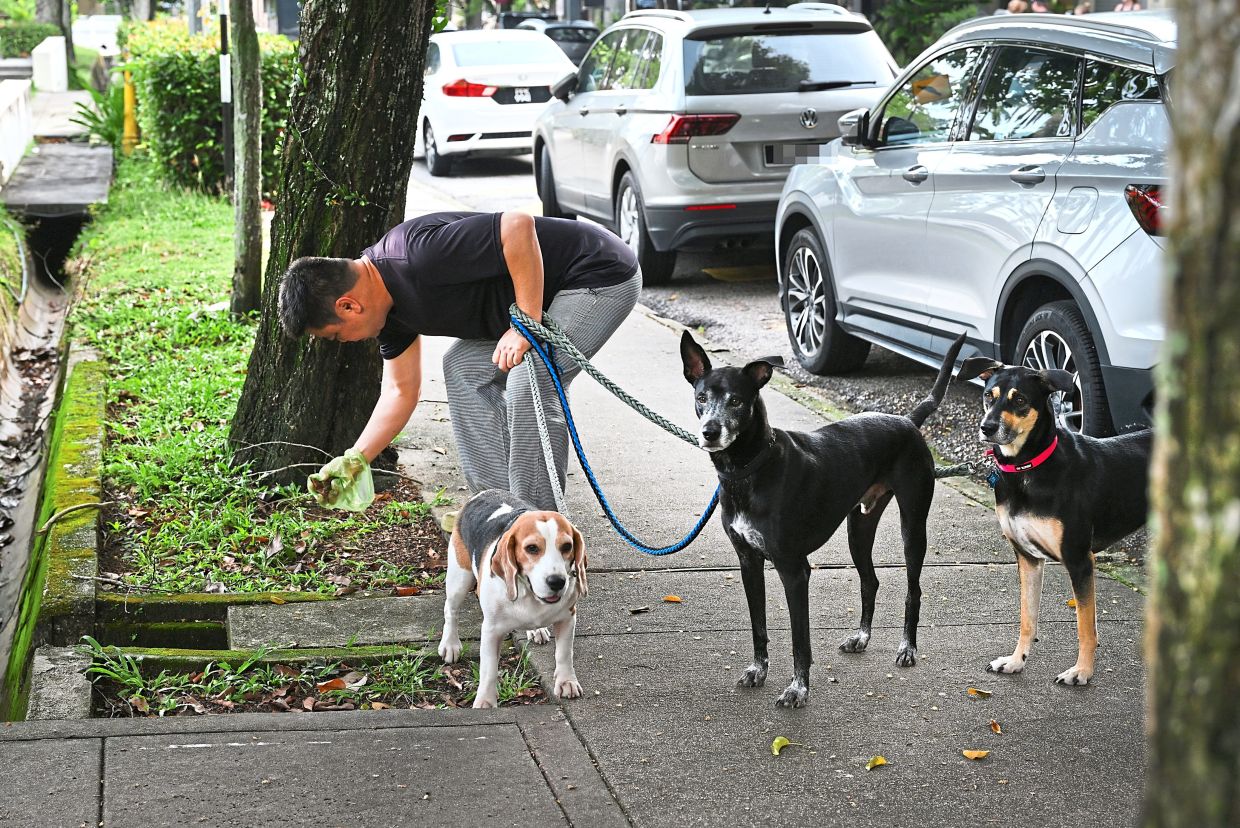 Goh cleaning up after his dogs on their walk.