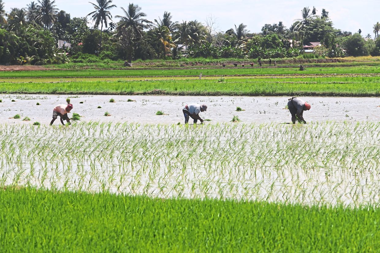 Government subsidies for farmers offset rising fuel costs and reduce production expenses. – LIM BENG TATT/The Star