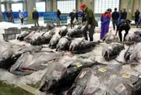 Bumper haul of Pacific bluefin tuna a double-edged sword for Japan's fishermen