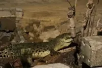 QuickCheck: Was a crocodile spotted on a Port Dickson beach?