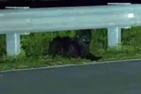 QuickCheck: Was a black panther spotted on the Second East-West Highway in T'ganu?