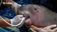 Dugong calf’s death sounds alarm over Thailand’s marine rescue efforts