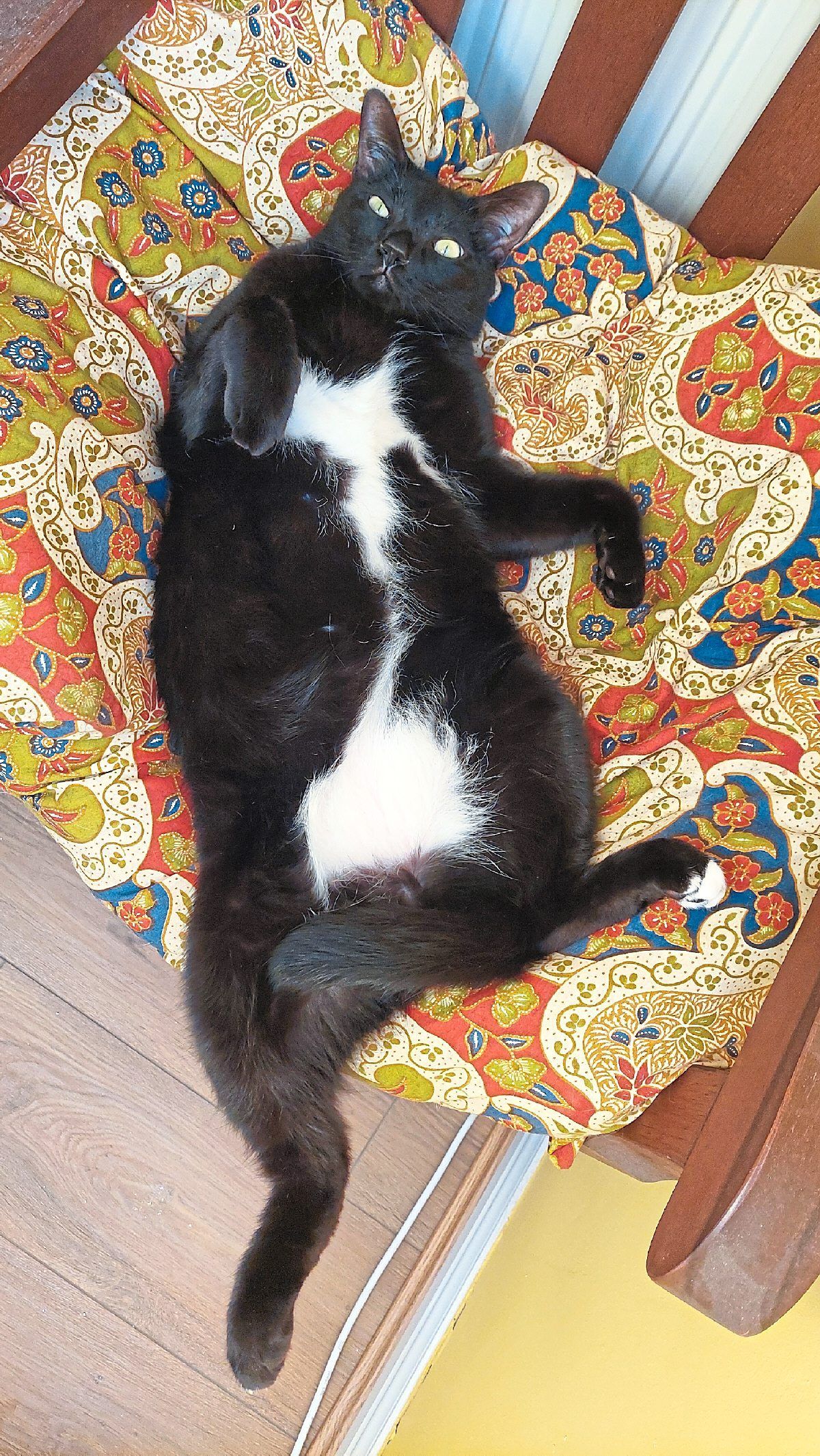 Inkie showing off a too prosperous tummy.
