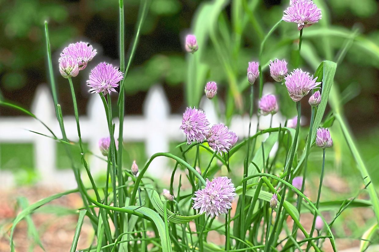 Chives in bloom appear in a raised garden bed.