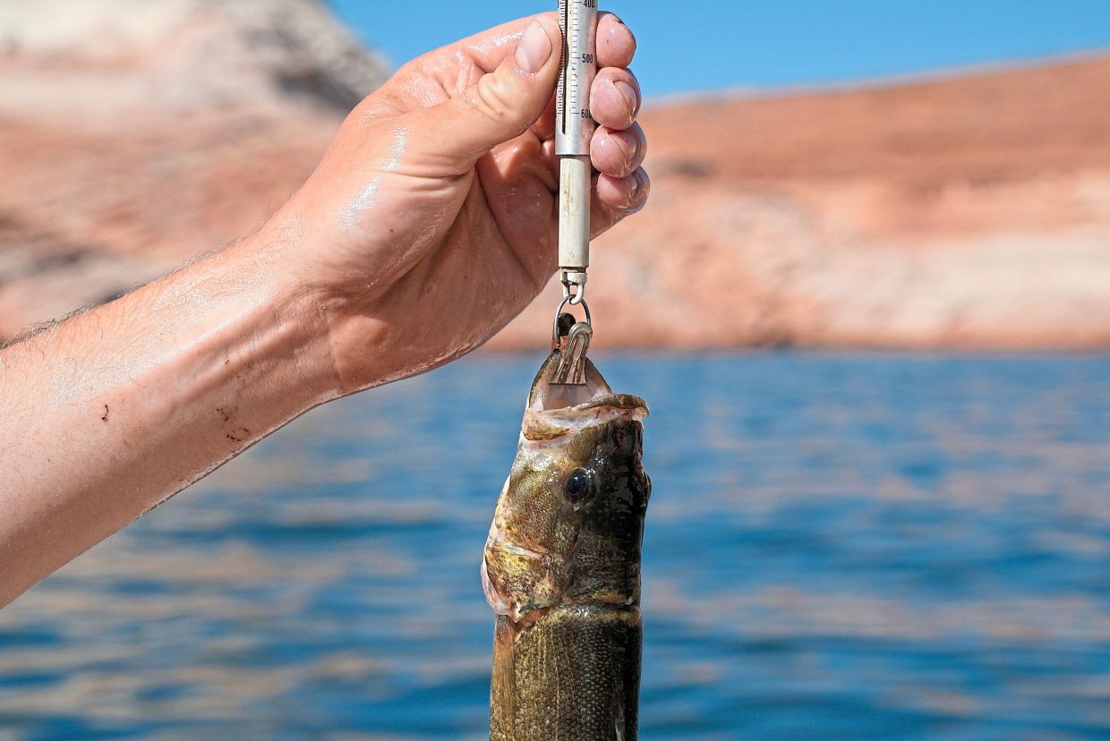 Utah State University lab technician Justin Furby weighs a smallmouth bass in Page.