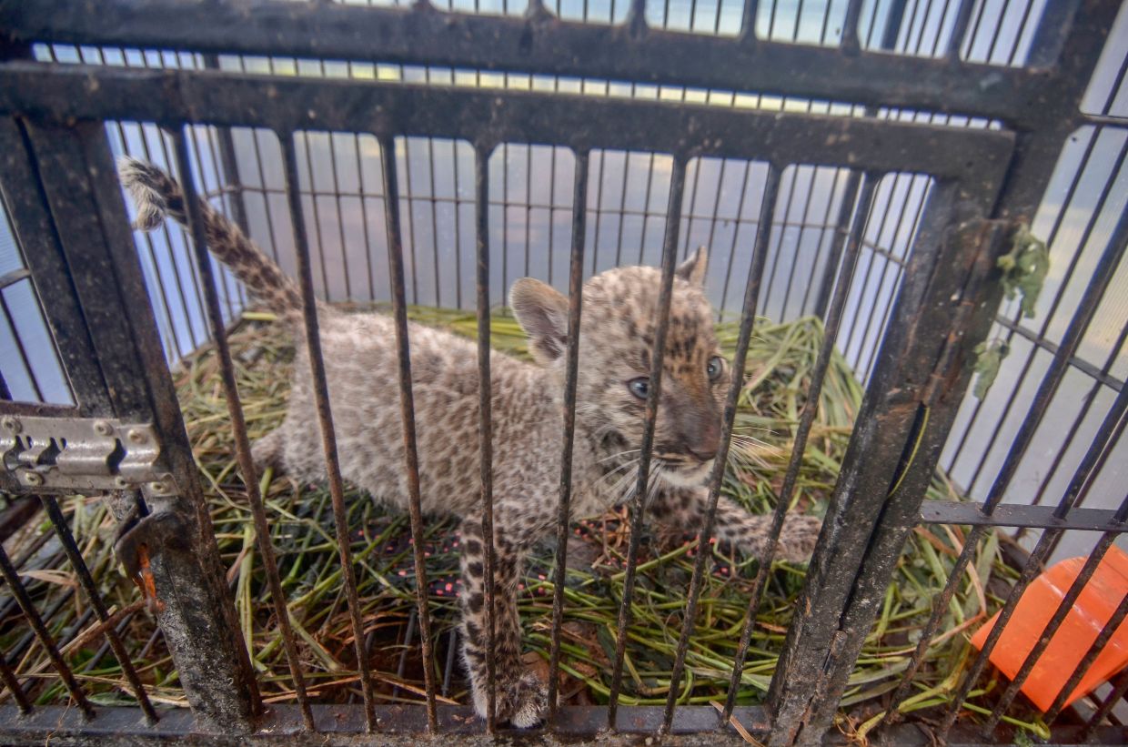 Malaysia-Indonesia joint training targets wildlife trafficking networks in Borneo