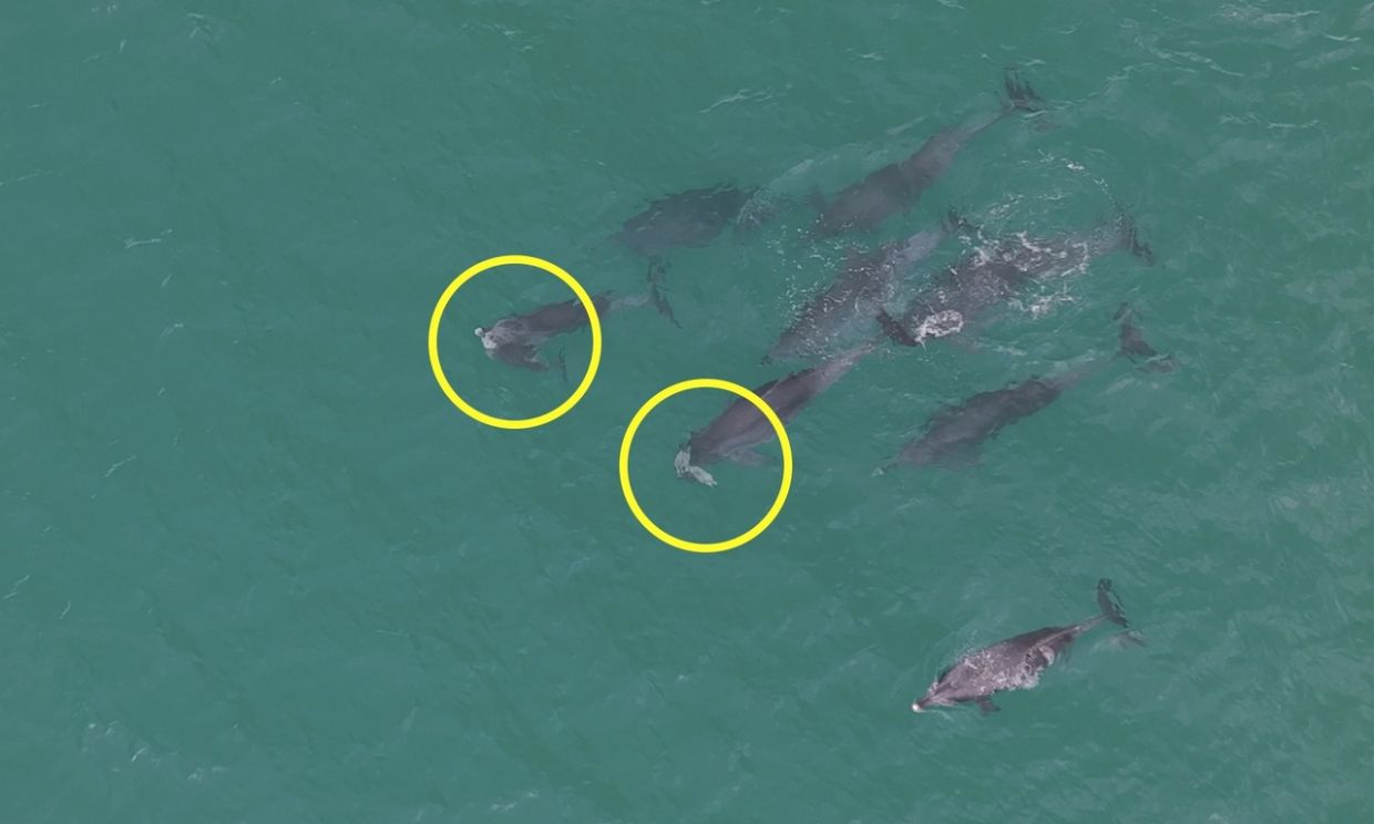 Dolphins seen carrying dead calves off Jeju raise concern